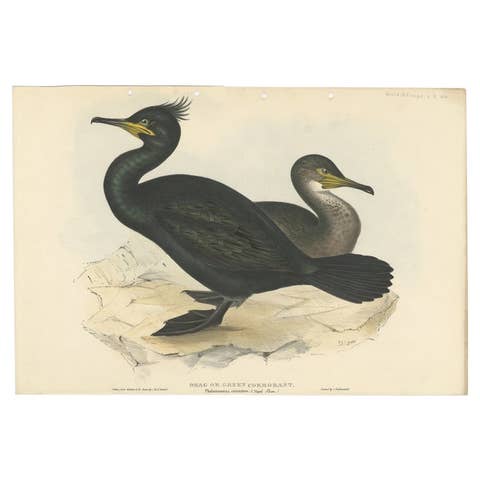Shag or Green Cormorant – Antique Bird Print by John Gould, c.1832