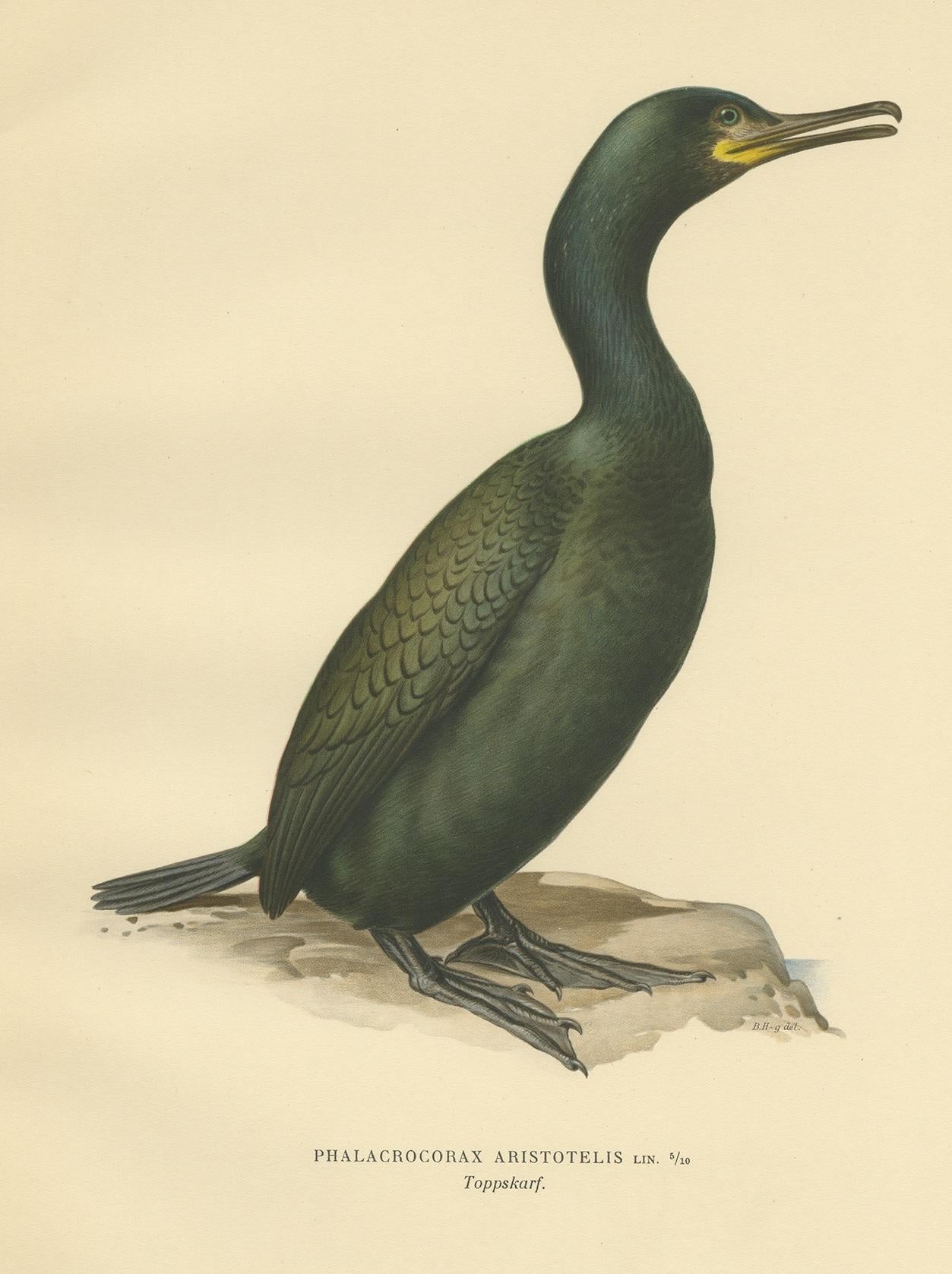 Antiker Vogeldruck mit dem Titel 'Phalacrocorax Aristotelis'. Alter Vogeldruck mit der Darstellung der europäischen Zottel. Dieser Druck stammt aus 