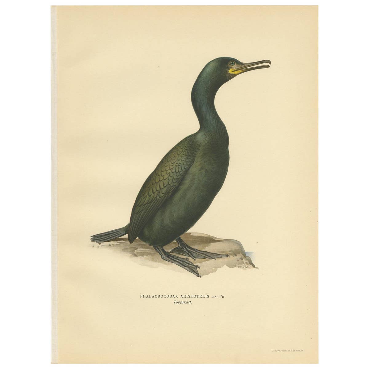 Antique Bird Print of the European Shag by Von Wright, '1929'