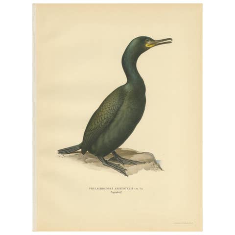 Antique Bird Print of the European Shag by Von Wright, '1929'