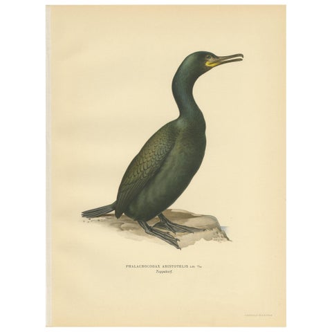 Antique Bird Print of the European Shag by Von Wright, '1929'