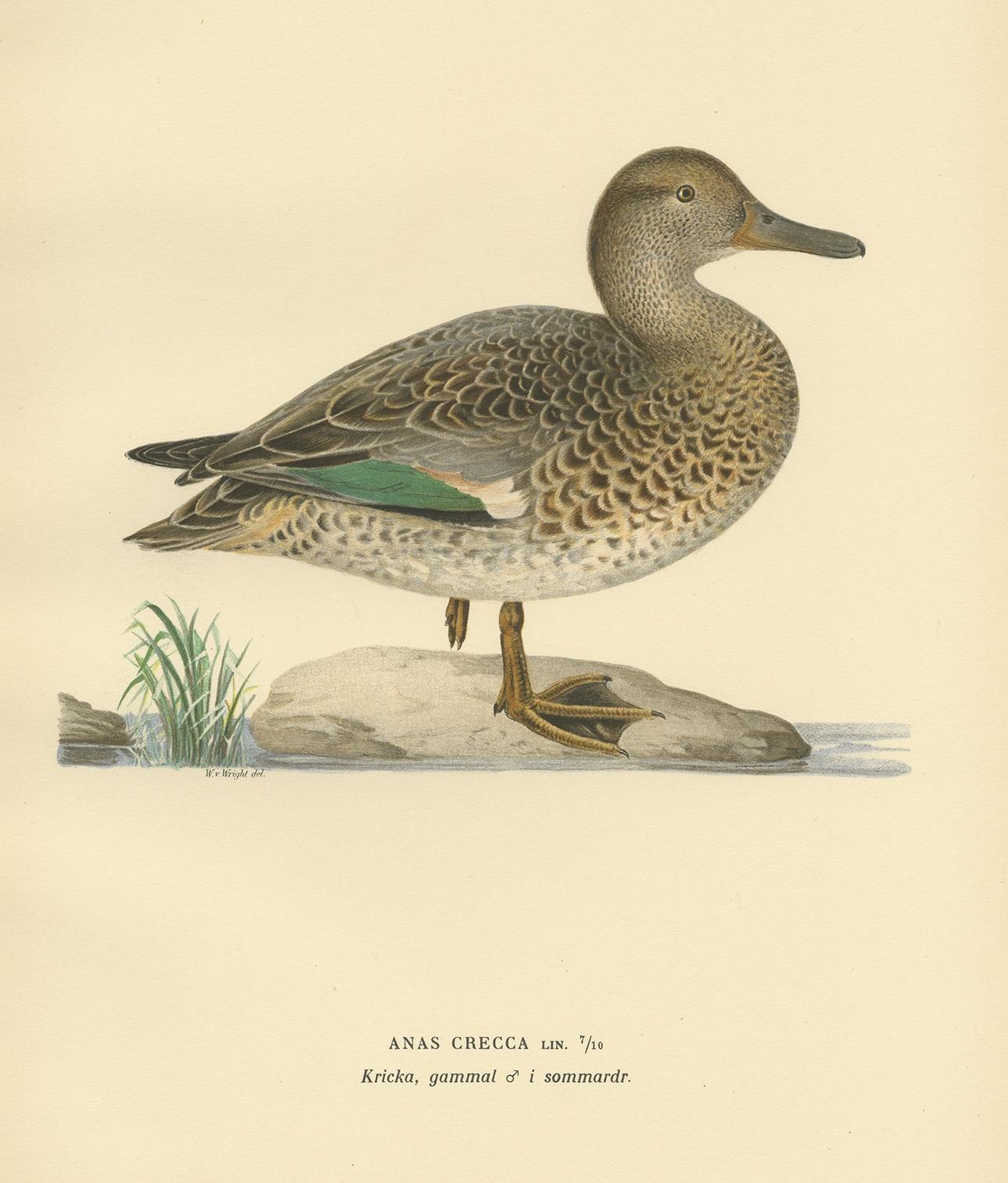 Antique Bird Print of the European Teal by Von Wright '1929' In Good Condition For Sale In Langweer, NL