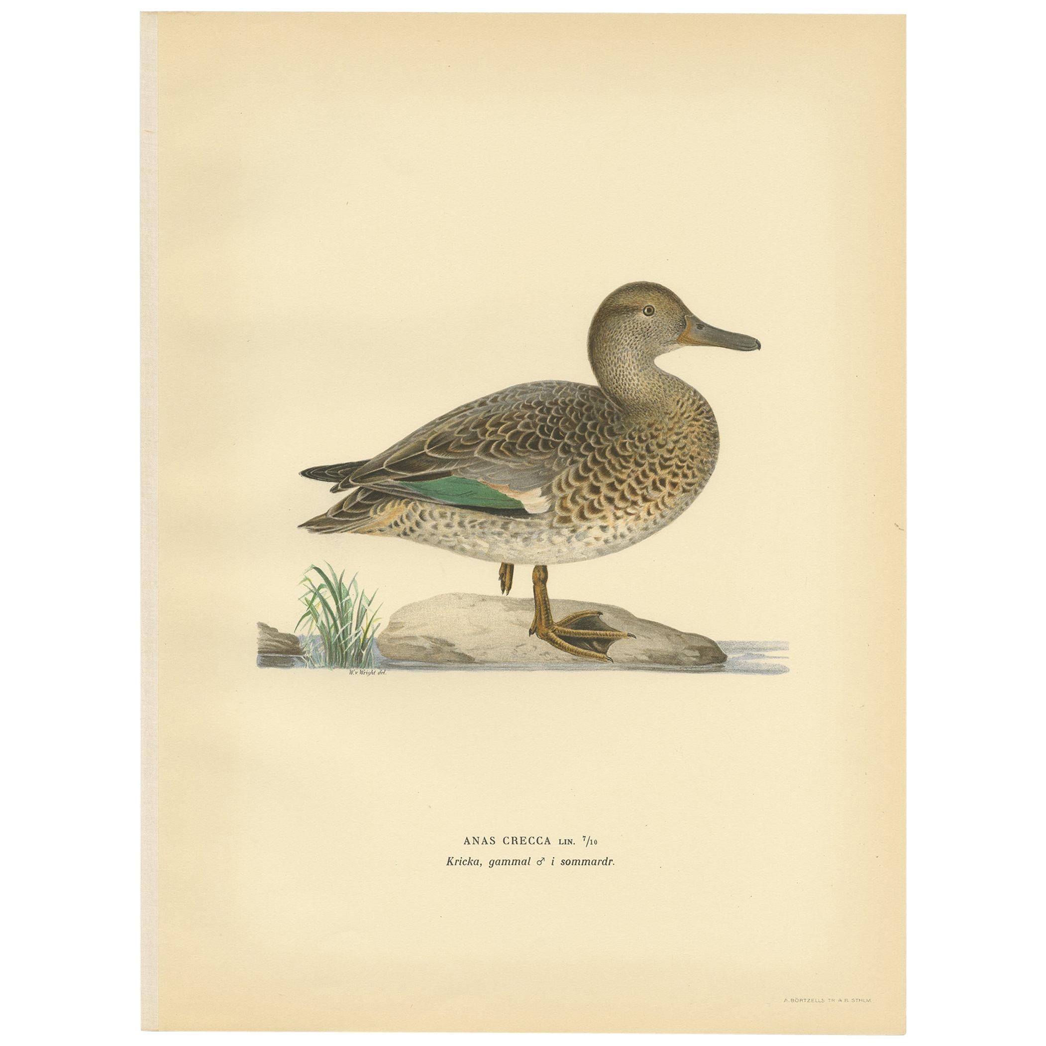 Antiker Vogeldruck des europäischen Teal von Wright aus dem Jahr 1929