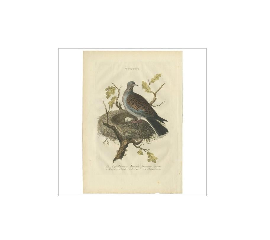 Antique print titled 'Turtur'. The European turtle dove (Streptopelia turtur) is a member of the bird family Columbidae, the doves and pigeons. The turtle dove is a migratory species with a southern Palearctic range covering most of Europe and the