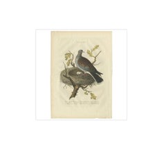 European Turtle Dove with Nest – Antique Bird Engraving, Nozeman & Sepp 1770