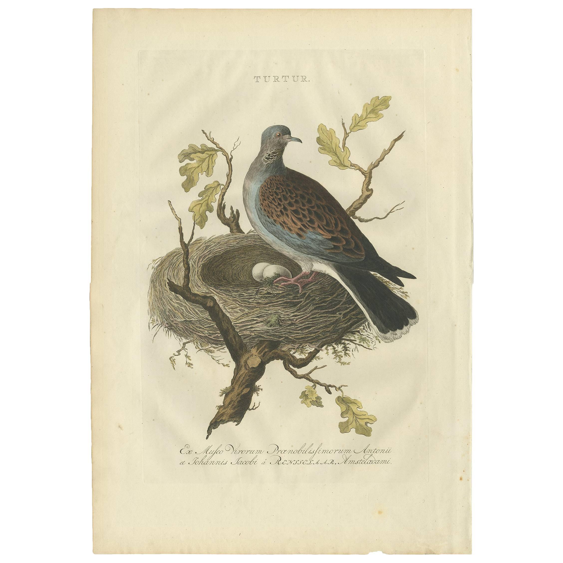 Original Antique Hand-Colored Bird Print of the European Turtle Dove, 1770