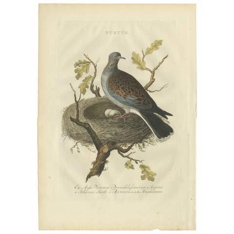 European Turtle Dove with Nest – Antique Bird Engraving, Nozeman & Sepp 1770