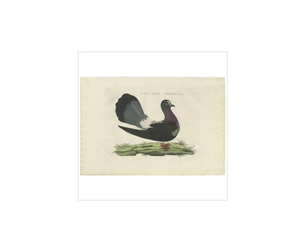 Antique print titled 'Columba Tremula'. The Fantail is a popular breed of fancy pigeon. It is characterised by a fan-shaped tail composed of 30 to 40 feathers, abnormally more than most members of the pigeon family, which usually have 12 to 14