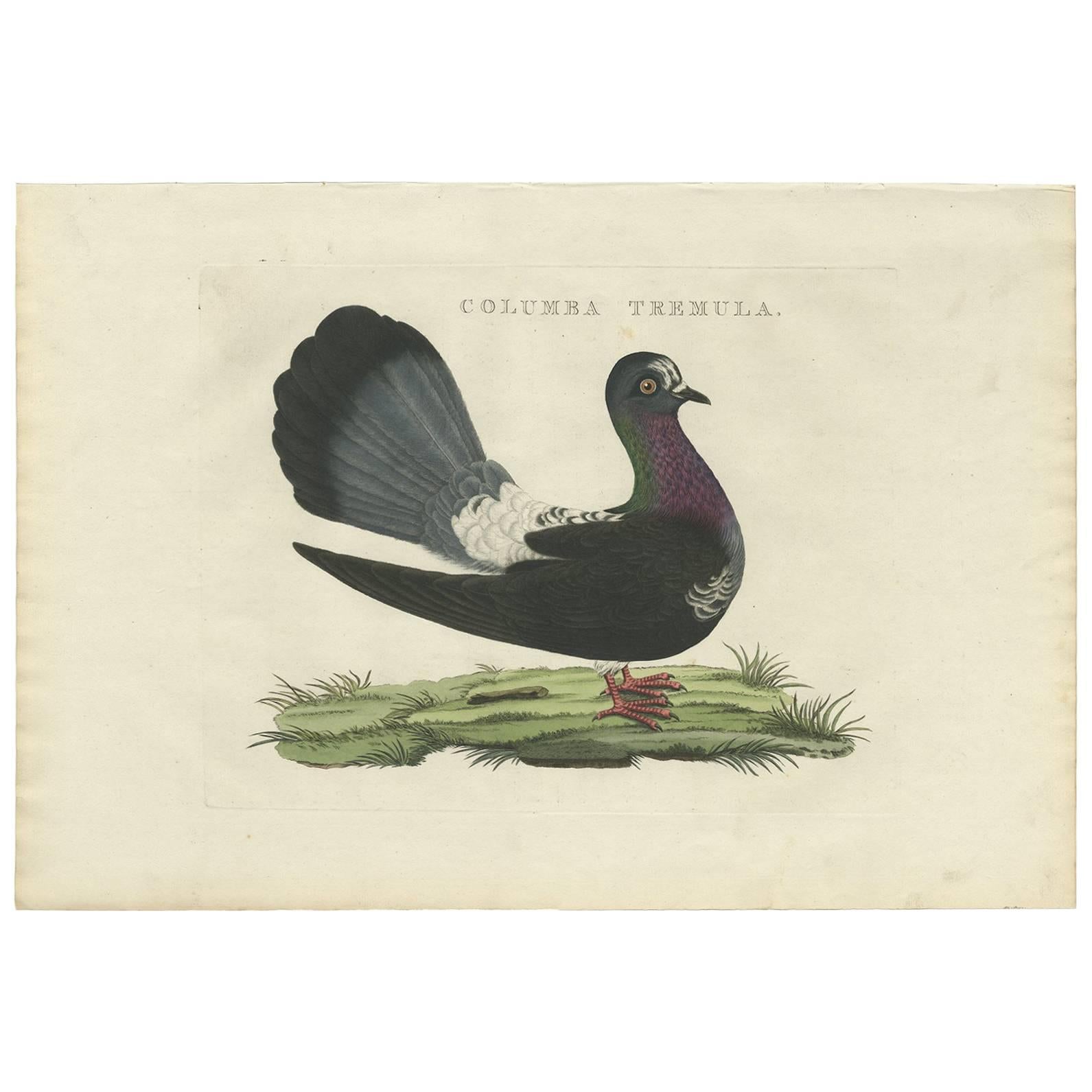 Grabado antiguo de la paloma rabilarga de Sepp & Nozeman, 1829