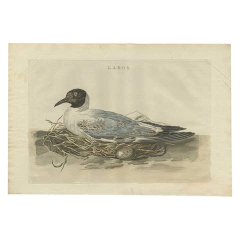 Antique Bird Print of the Female Black-Headed Gull by Sepp & Nozeman, 1789