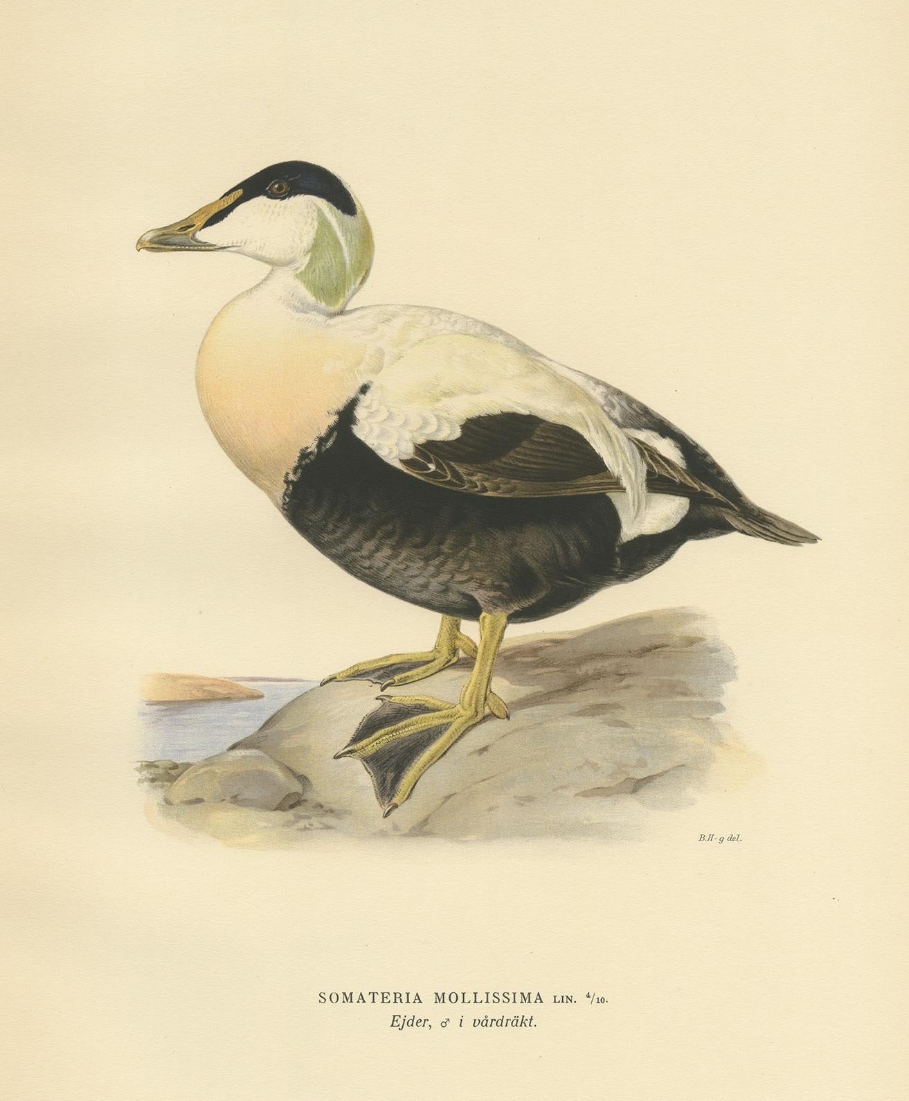 Gravure ancienne d'oiseau intitulée 'Somateria Mollissima'. Ancienne gravure d'oiseau représentant la femelle de l'eider à duvet. Cette estampe est tirée de 