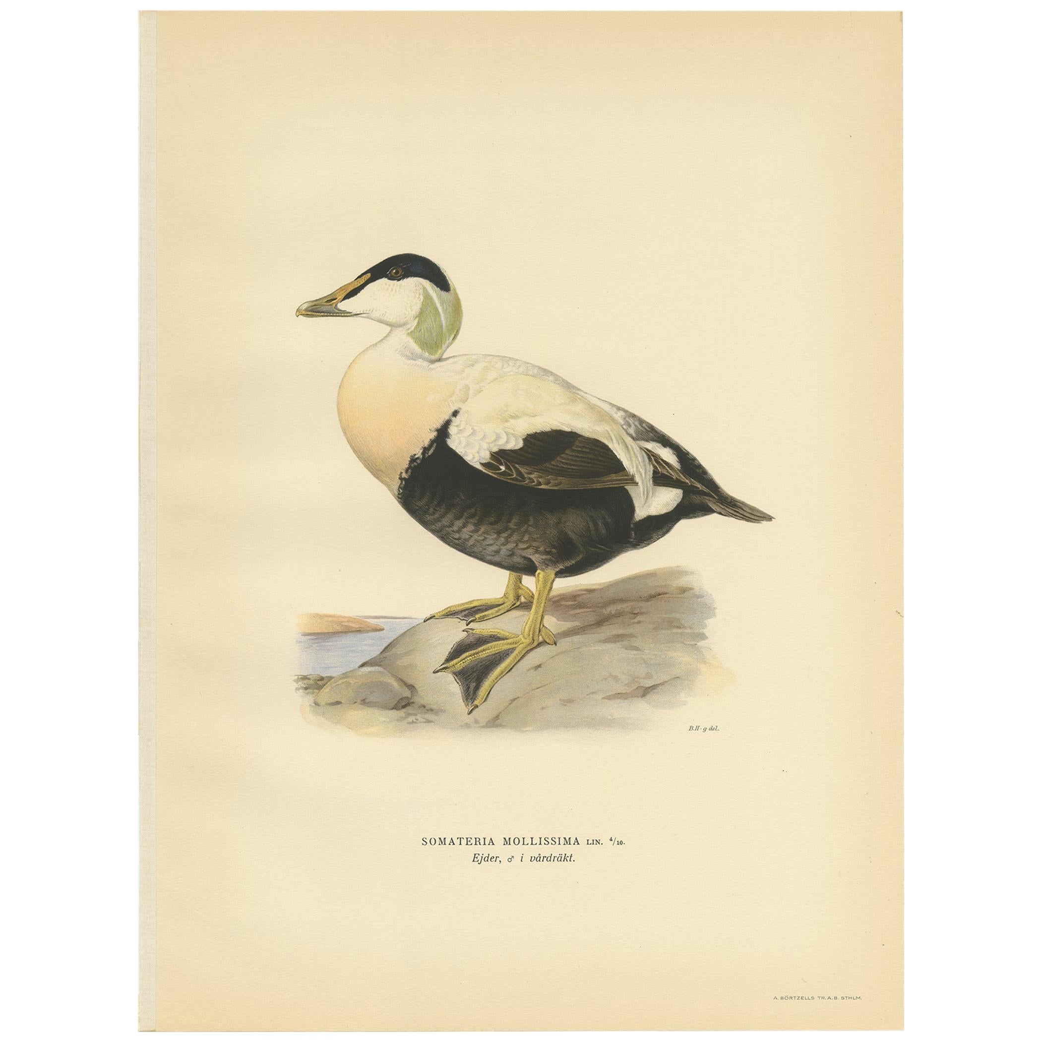 Antiker Vogeldruck des weiblichen Common Eider von Von Wright, 1929