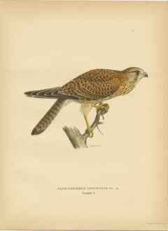 Antique Bird Print of the Female Common Kestrel by Von Wright 
1929
