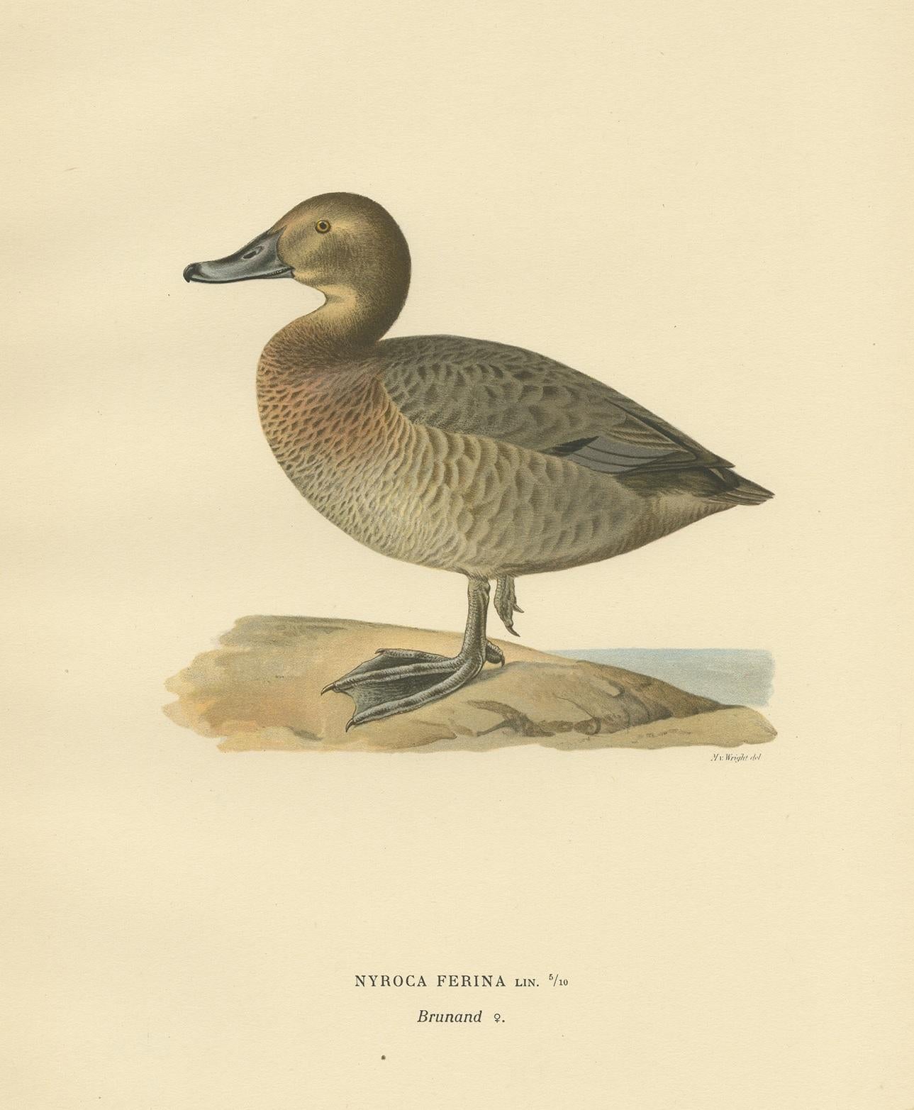 Gravure d'oiseau ancienne de la femelle du fuligule milouin par Von Wright:: 1929 Bon état - En vente à Langweer, NL