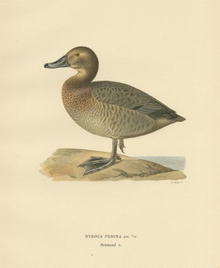 Antique Bird Print of the Female Common Pochard by Von Wright, 1929, view 3