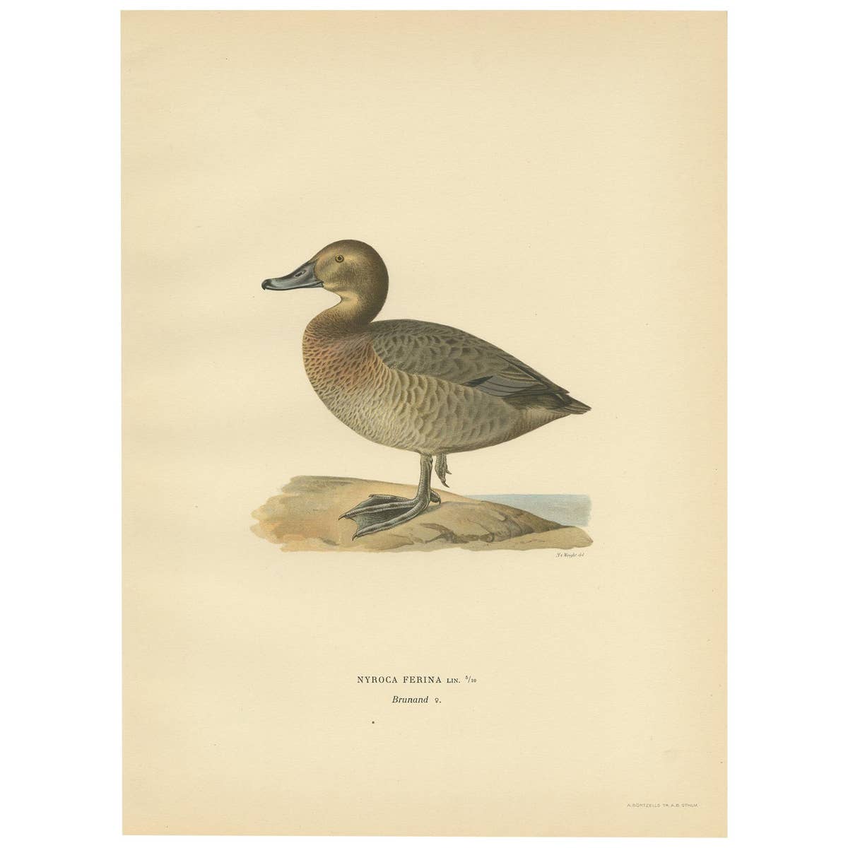 Antique Bird Print of the Female Common Pochard by Von Wright, 1929