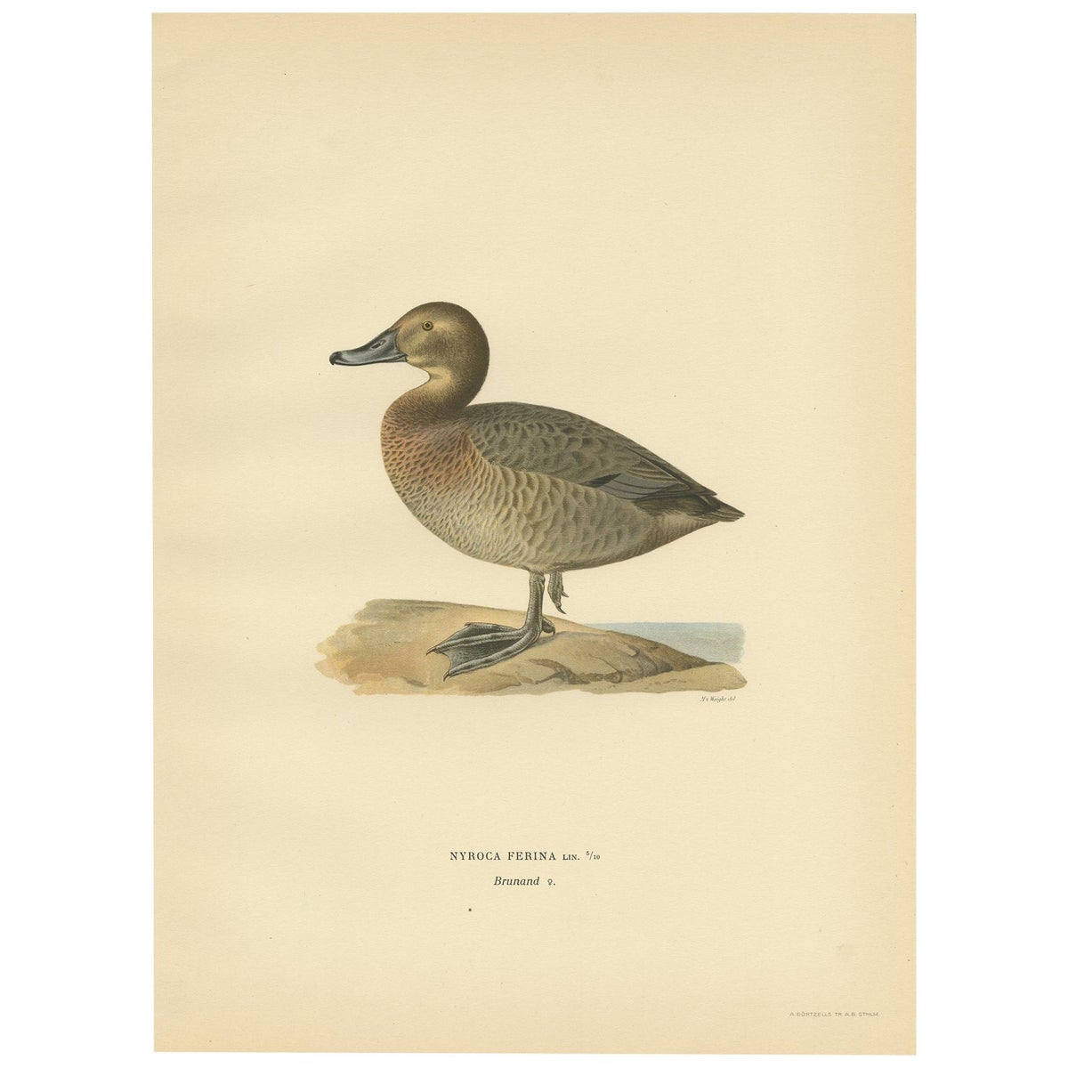 Antique Bird Print of the Female Common Pochard by Von Wright, 1929