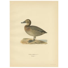 Antiker Vogeldruck der weiblichen Tafelente von Von Wright:: 1929