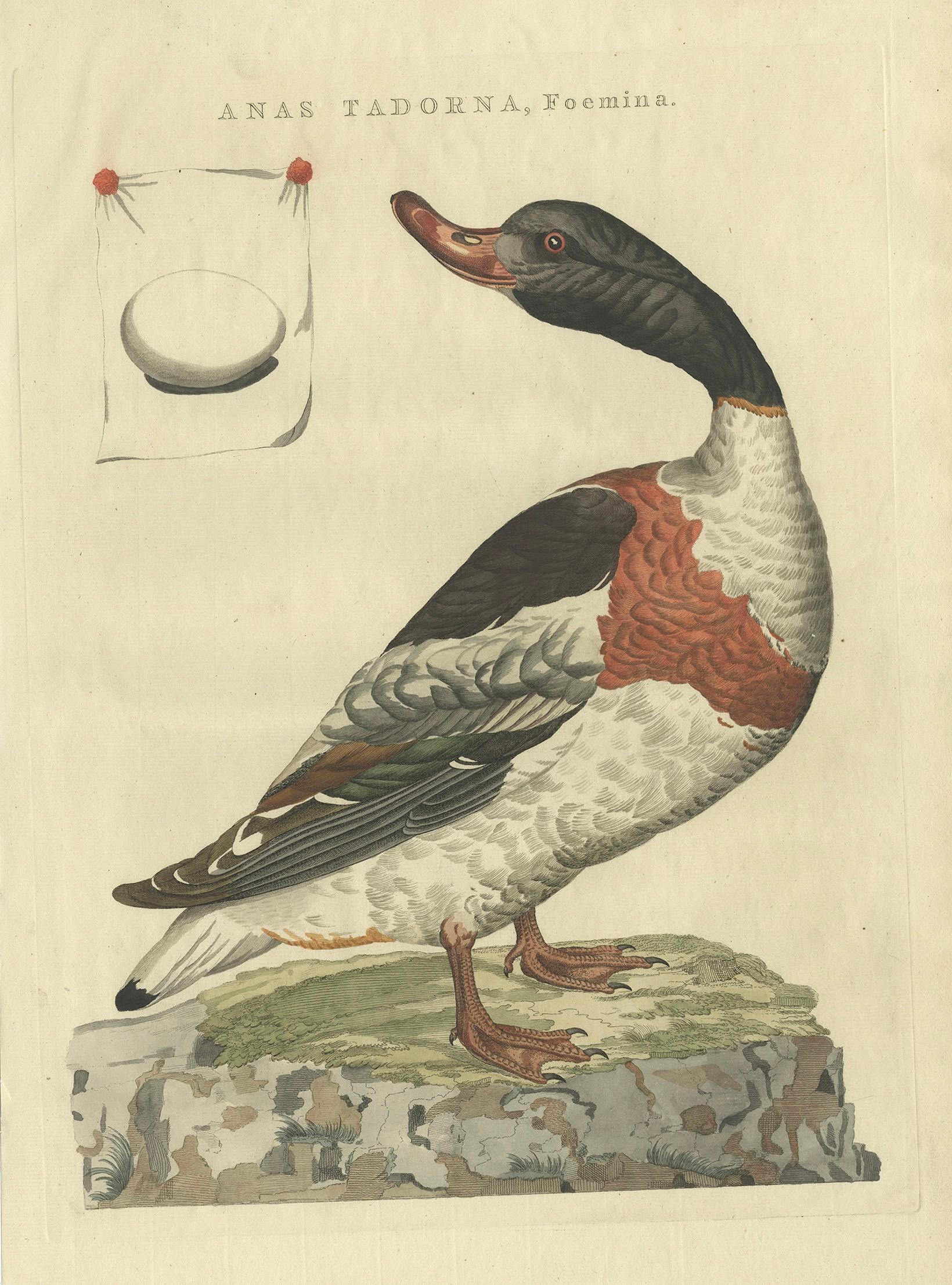 Female Common Shelduck – Antique Dutch Bird Print by Sepp & Nozeman, 1789