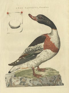 Female Common Shelduck – Antique Dutch Bird Print by Sepp & Nozeman, 1789
