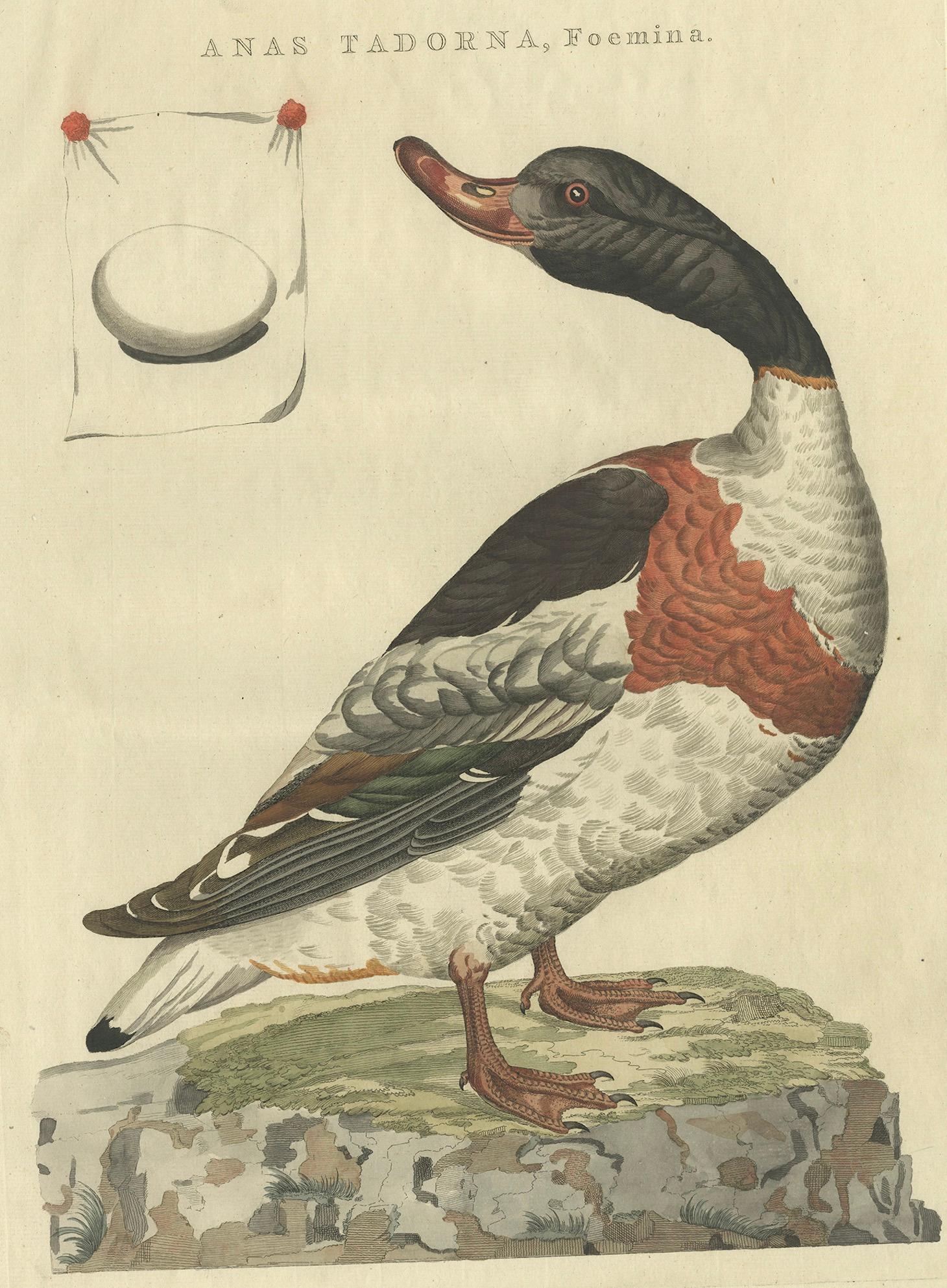 18th Century and Earlier Female Common Shelduck – Antique Dutch Bird Print by Sepp & Nozeman, 1789 For Sale