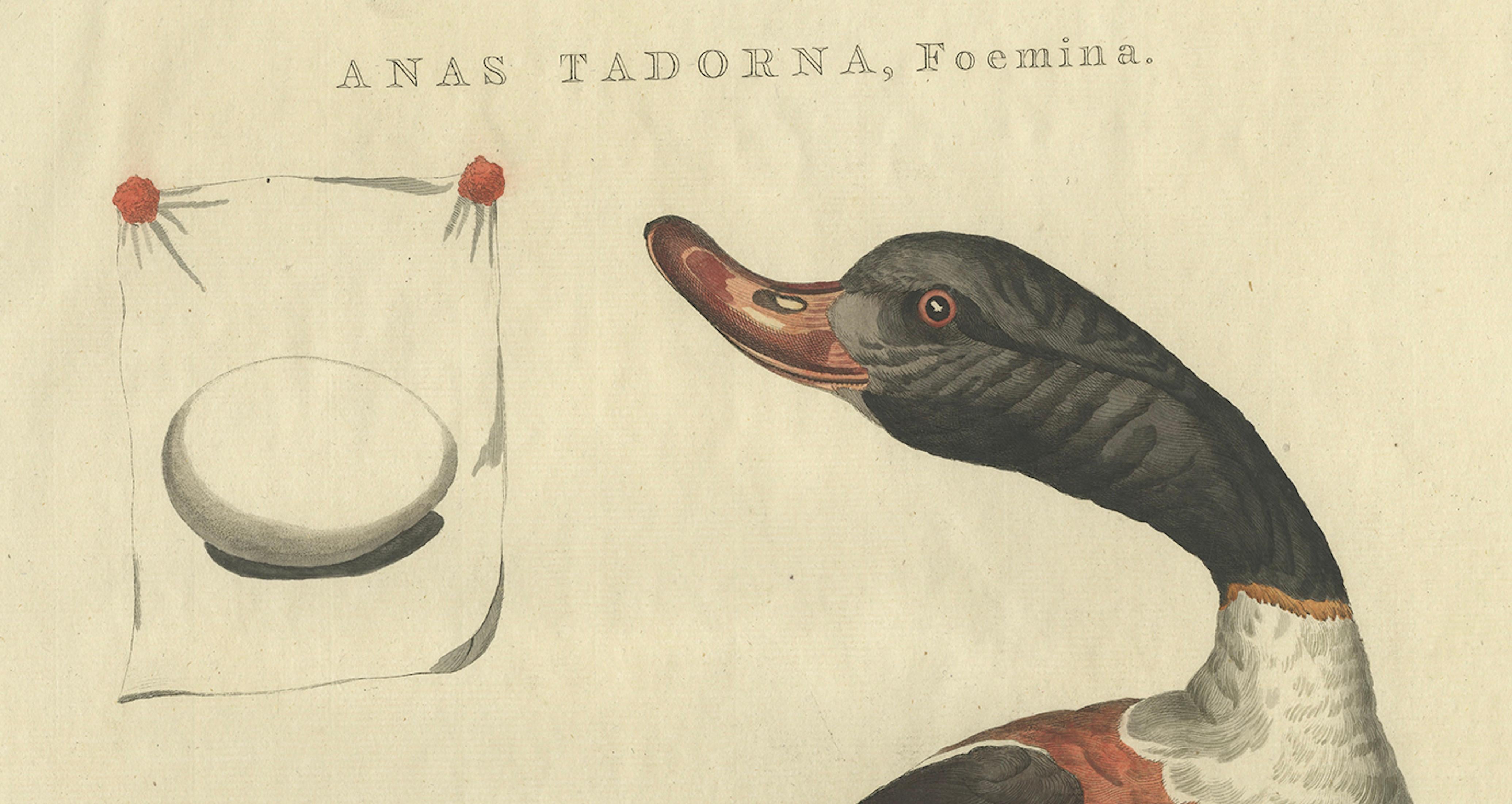 Engraved Female Common Shelduck – Antique Dutch Bird Print by Sepp & Nozeman, 1789 For Sale