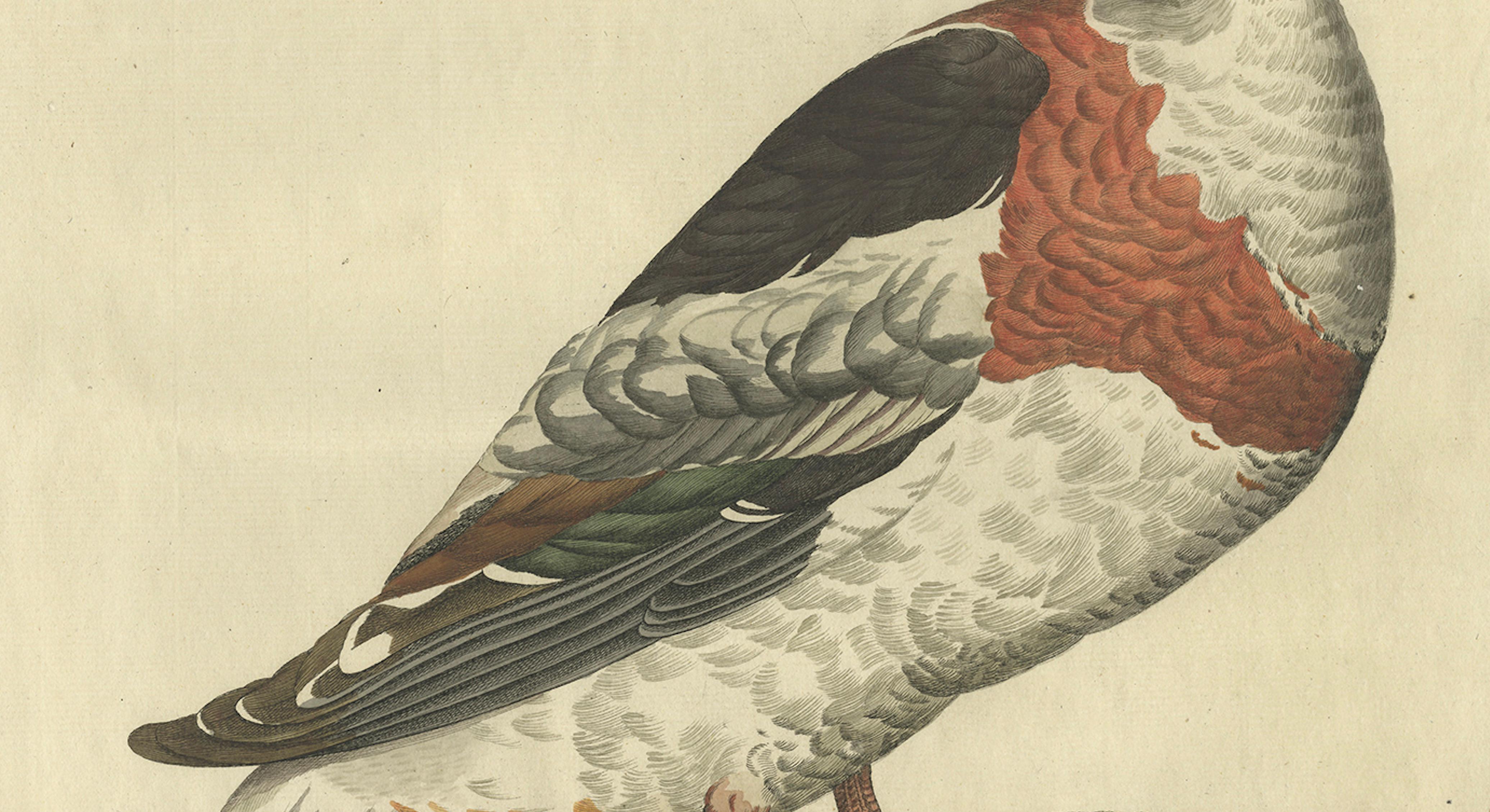 Paper Female Common Shelduck – Antique Dutch Bird Print by Sepp & Nozeman, 1789 For Sale