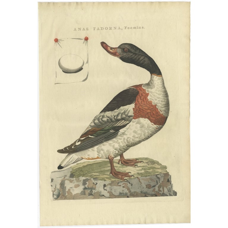 Antique Bird Print of the Female Common Shelduck by Sepp & Nozeman, 1789 For Sale