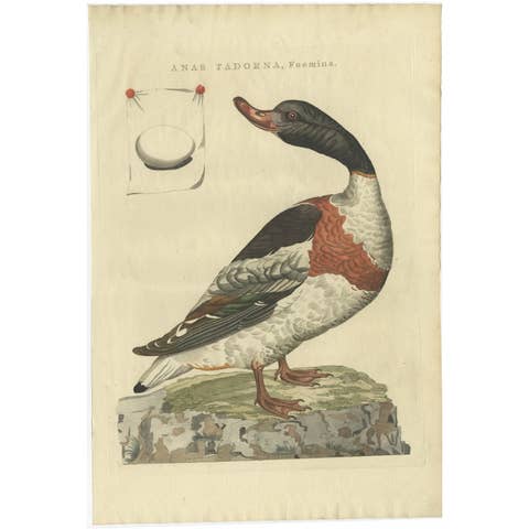 Female Common Shelduck – Antique Dutch Bird Print by Sepp & Nozeman, 1789