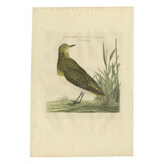 Grabado antiguo de aves de la hembra del chorlito dorado euroasiático por Sepp & Nozeman, 1797
