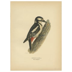 Antique Bird Print of the Female Great Spotted Woodpecker by Von Wright, 1927
