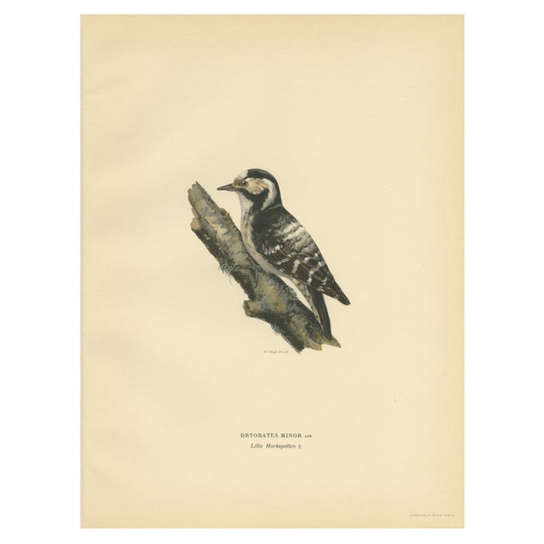 Impression oiseau d'antiquités représentant une corbeille de bois plus petite taille par Von Wright, 1927