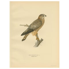 Antique Bird Print of the Female Merlin Falcon by Von Wright 
1929
