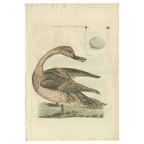 Anas acuta foemina – Northern Pintail Female with Egg by Nozeman & Sepp, 1789