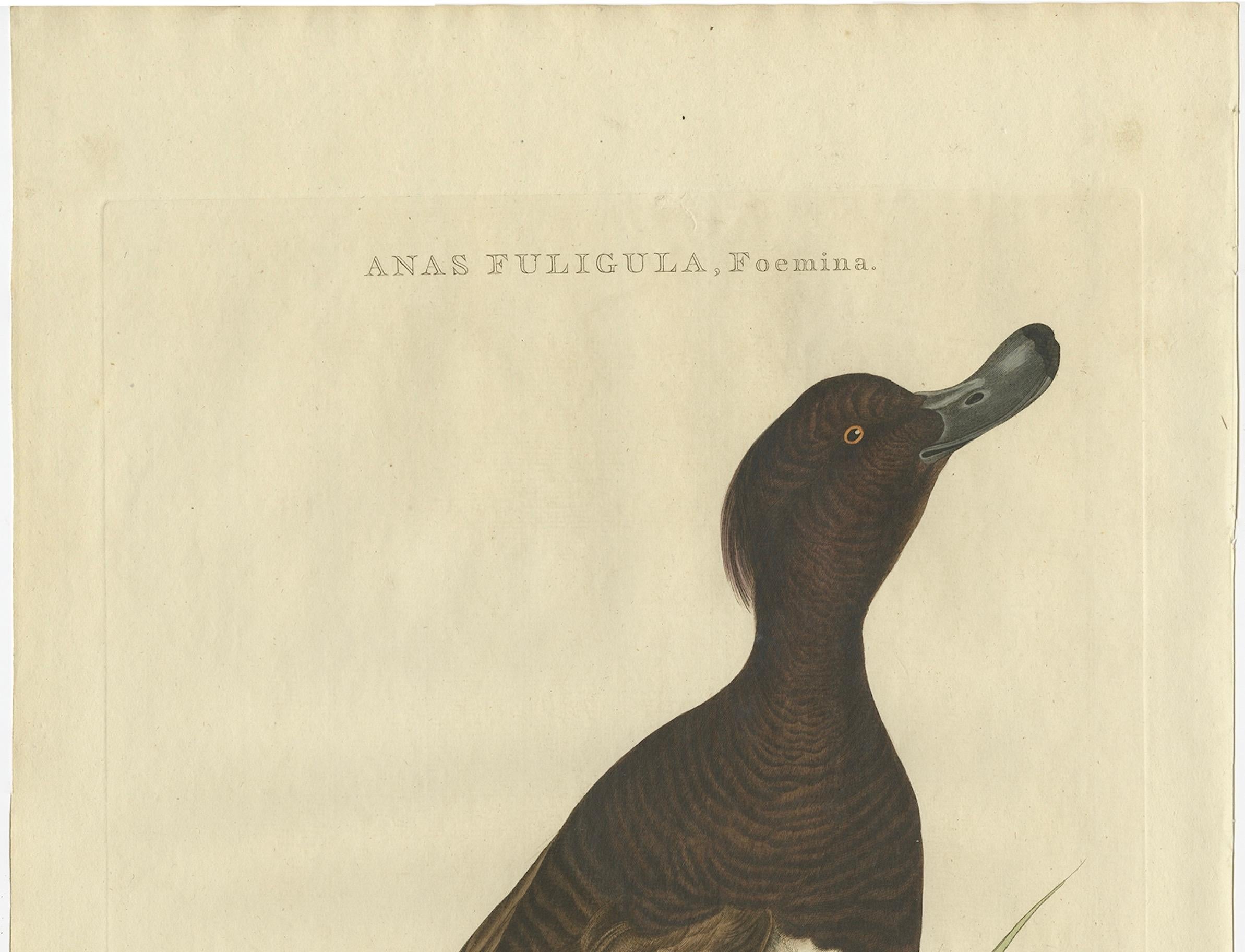 Female Tufted Duck Antique Bird Print by Sepp & Nozeman, circa 1797

This striking antique print, titled 'Anas Fuligula, Foemina', depicts the female tufted duck, known in Dutch as the 