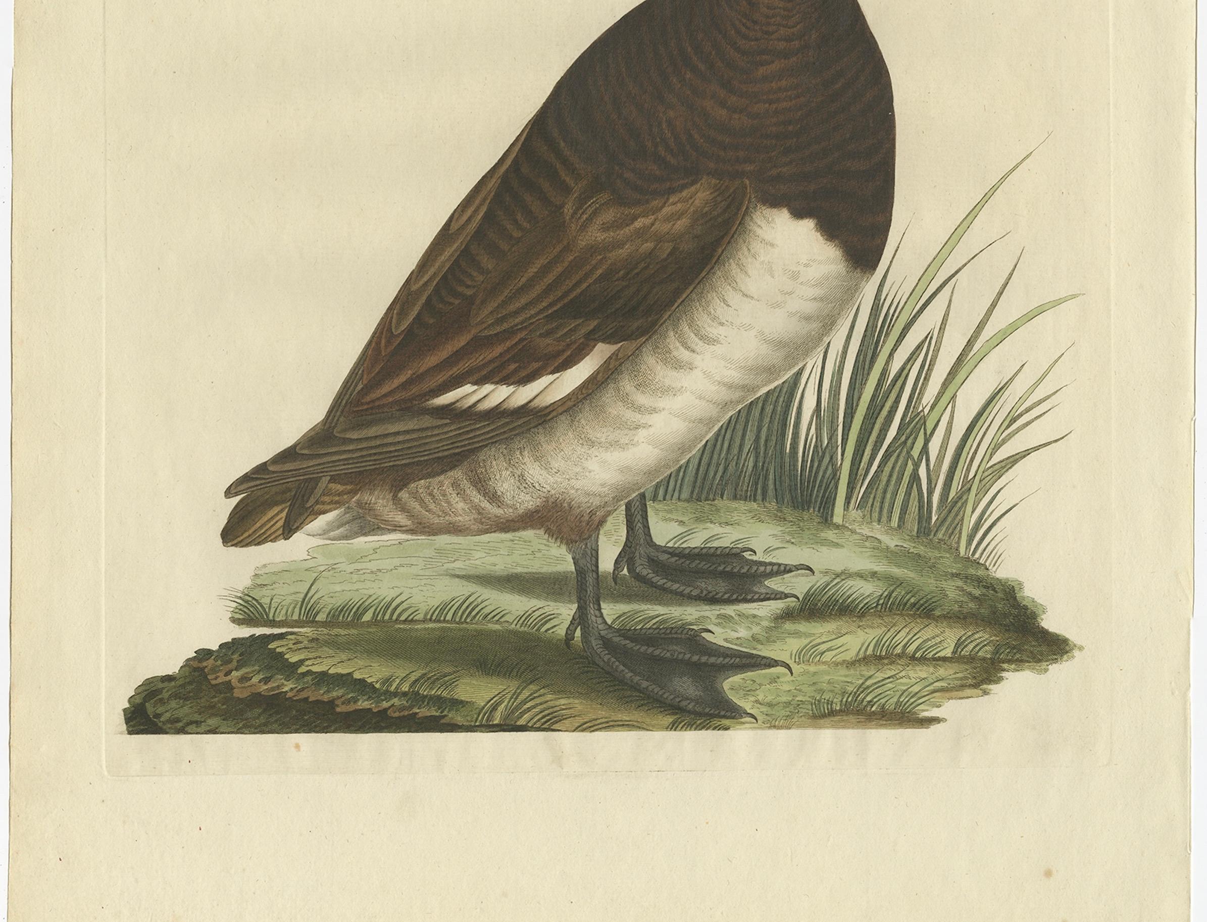 Dutch Female Tufted Duck Antique Bird Print by Sepp & Nozeman, circa 1797 For Sale