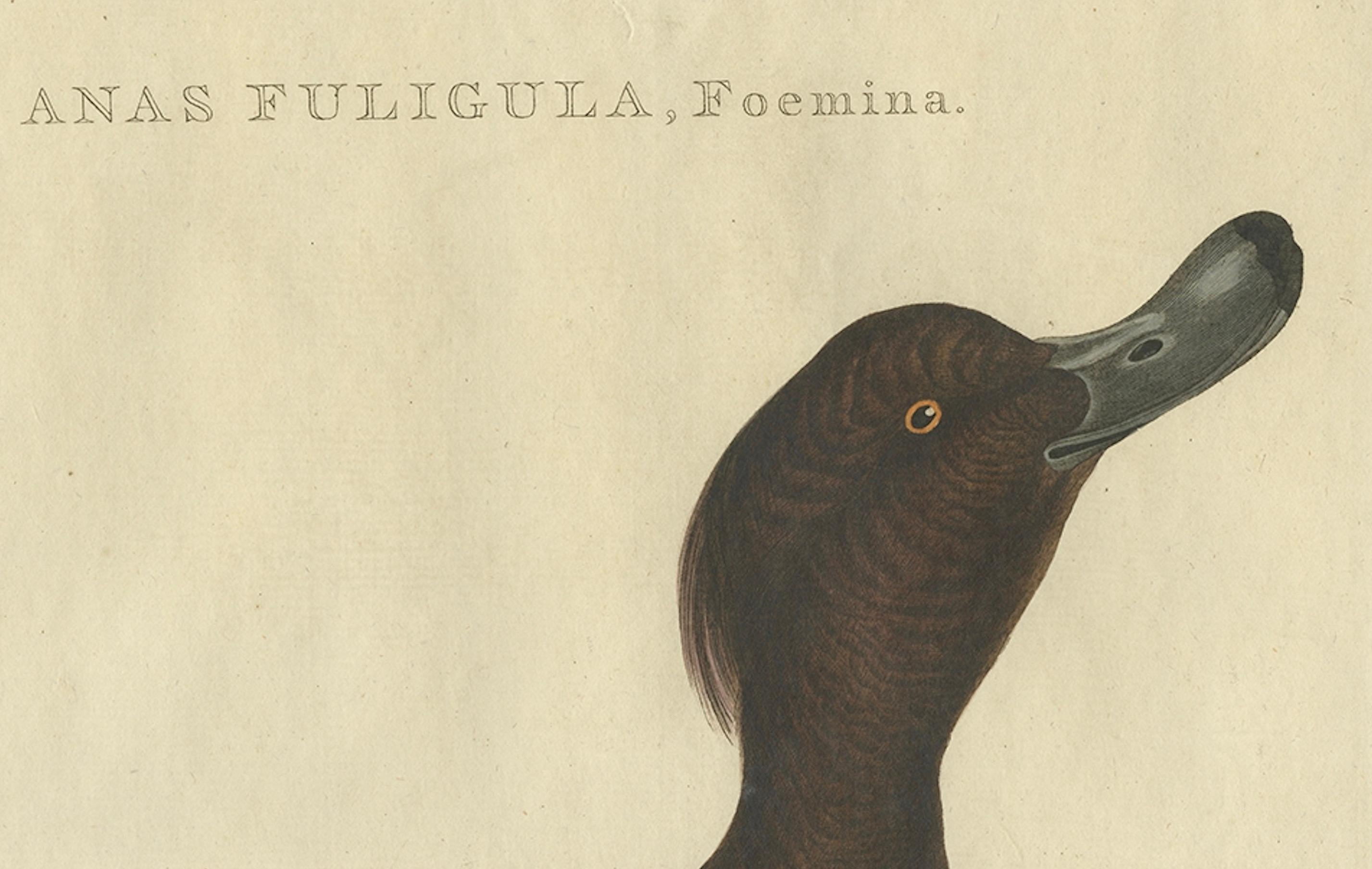 Engraved Female Tufted Duck Antique Bird Print by Sepp & Nozeman, circa 1797 For Sale