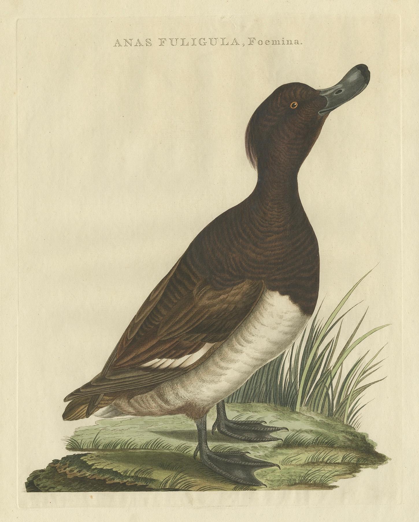 18th Century and Earlier Female Tufted Duck Antique Bird Print by Sepp & Nozeman, circa 1797 For Sale