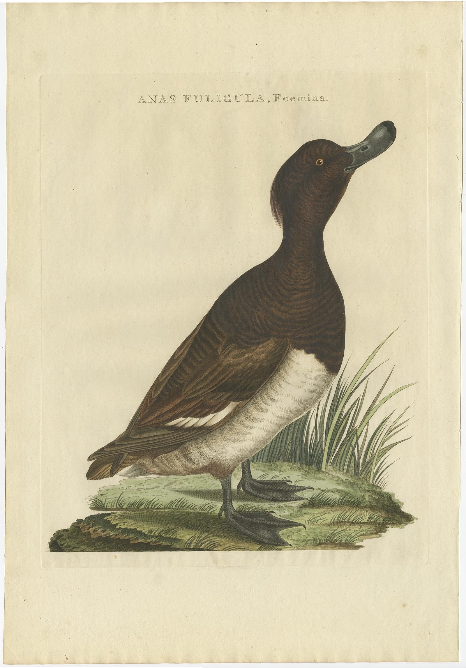 Paper Female Tufted Duck Antique Bird Print by Sepp & Nozeman, circa 1797 For Sale