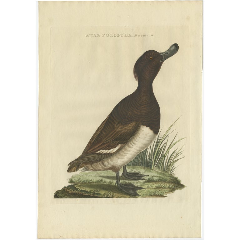 Impression ancienne d'oiseau représentant un canard touffeté féminin par Sepp & Nozeman, 1797