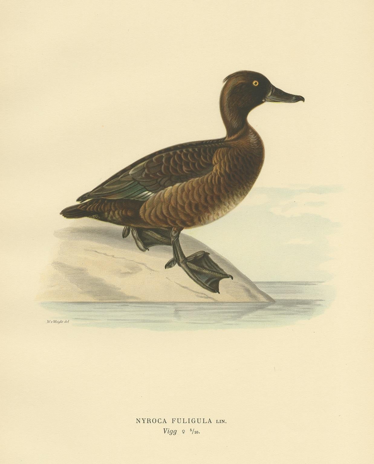 Grabado antiguo de un pato moñudo hembra, por Von Wright, 1929 siglo XX en venta
