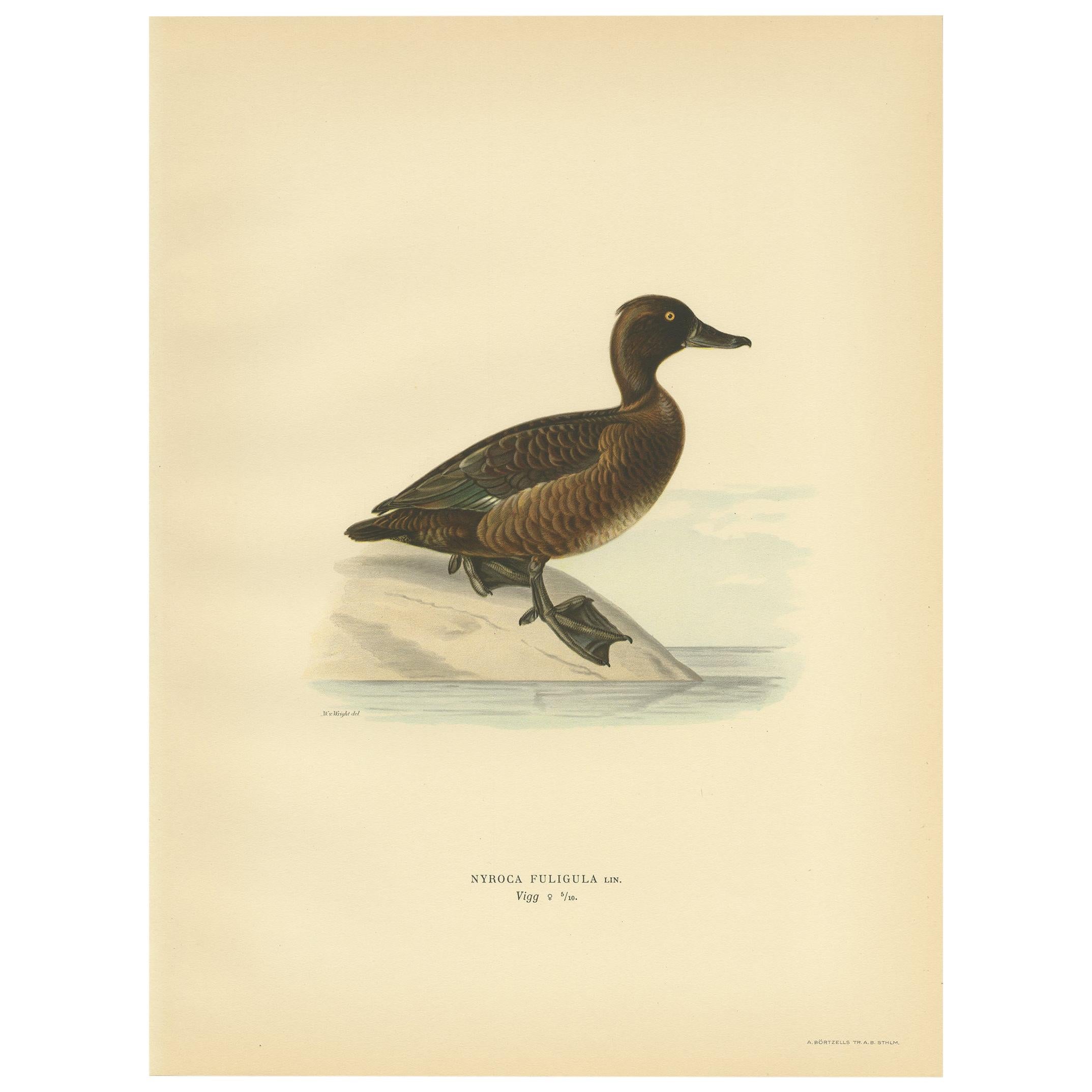Gravure d'oiseau ancienne de la femelle du canard touffu par Von Wright:: 1929