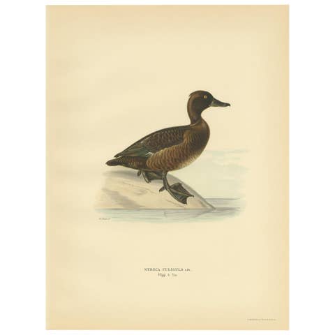 Female Tufted Duck – Swedish Bird Print after von Wright, 1929