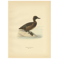 Grabado antiguo de un pato moñudo hembra, por Von Wright, 1929