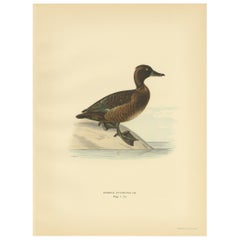 Gravure d'oiseau ancienne de la femelle du canard touffu par Von Wright:: 1929