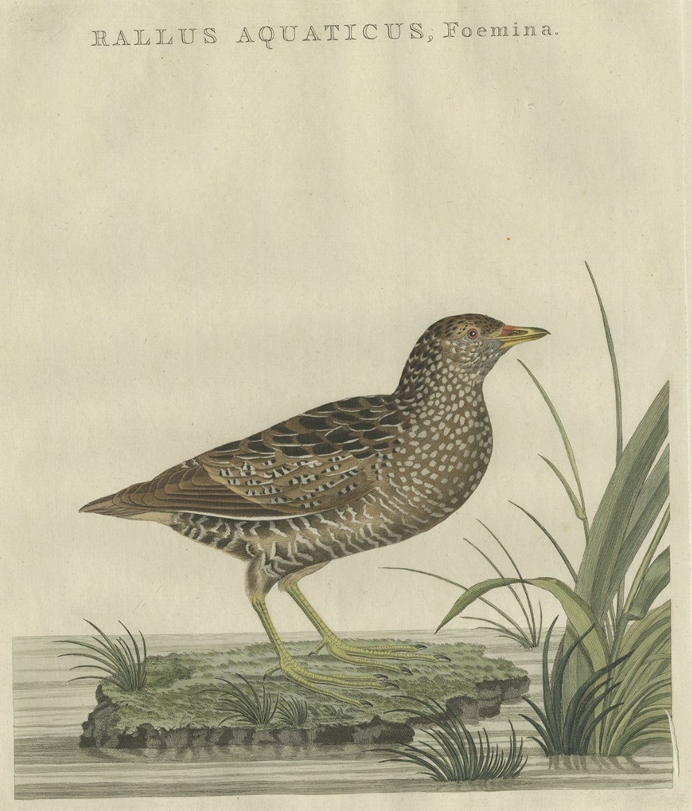 Antique Bird Print of the Female Water Rail Bird by Sepp & Nozeman, 1797