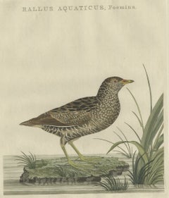 Used Bird Print of the Female Water Rail Bird by Sepp & Nozeman, 1797