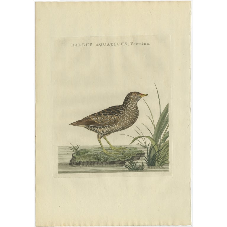 Antique print titled ‘Rallus Aquaticus, Foemina'. This print depicts a female water rail (Dutch: waterral). The water rail (Rallus aquaticus) is a bird of the rail family which breeds in well-vegetated wetlands across Europe, Asia and North Africa.