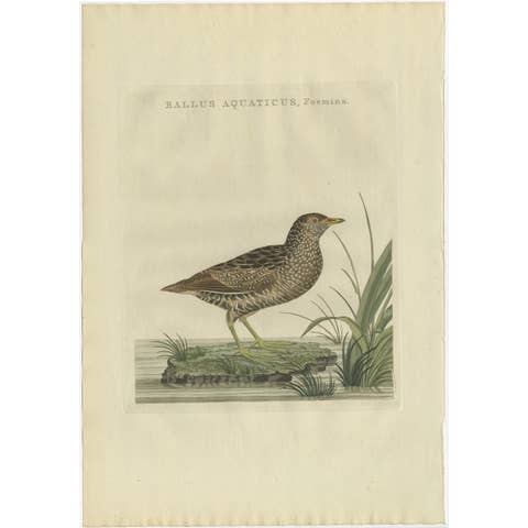 Antique Bird Print of the Female Water Rail Bird by Sepp & Nozeman, 1797