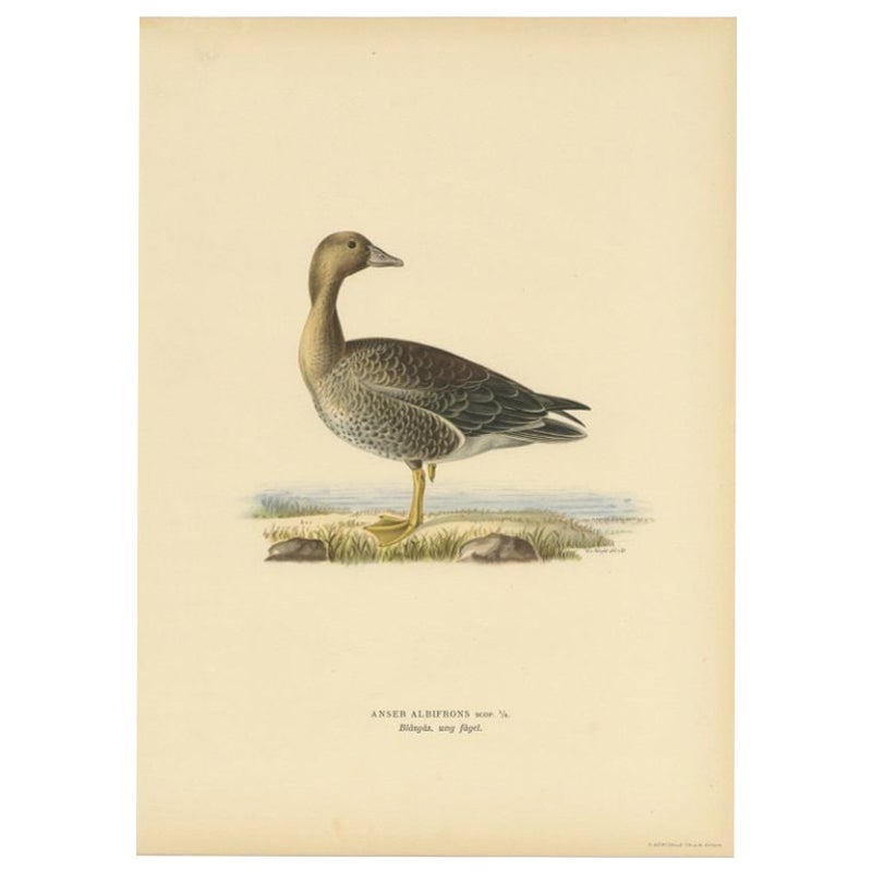 Impression ancienne d'oiseau représentant une oiseau féminine à franges blanches, 1929